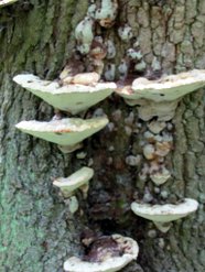 22 Aug 2013: Bracket fungus in 4A